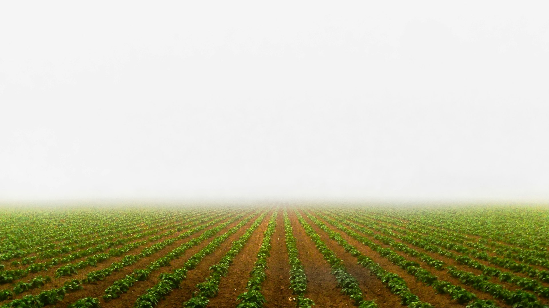 photography of green-leafed plants field during daytime
